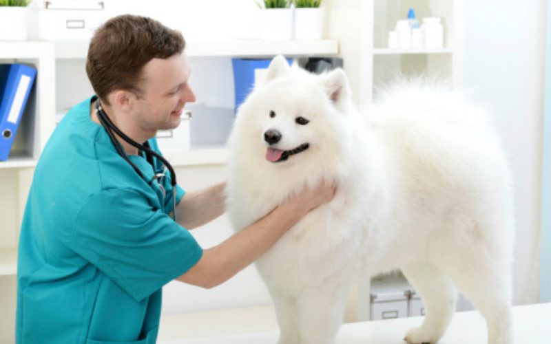 All You Need To Know About Pet Insurance