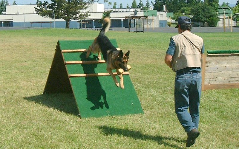 Tips & Tricks for Training Stubborn Dogs